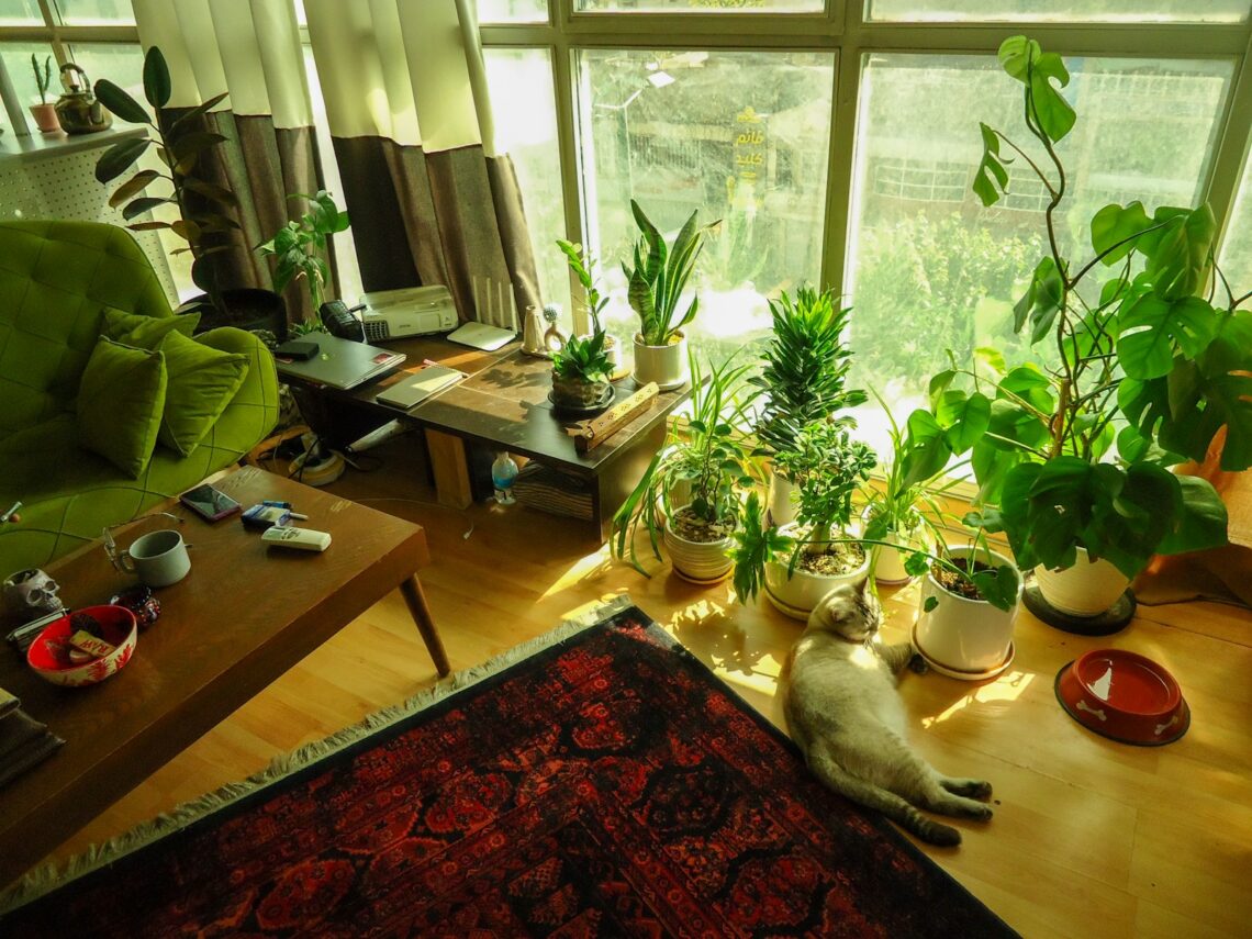cozy small apartment living room with a white cat sunbathing among indoor plants by large windows