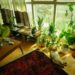 cozy small apartment living room with a white cat sunbathing among indoor plants by large windows