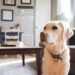 Yellow Labrador sitting in a cozy small apartment living room
