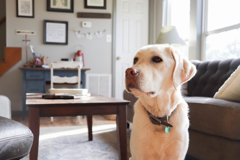 Yellow Labrador sitting in a cozy small apartment living room