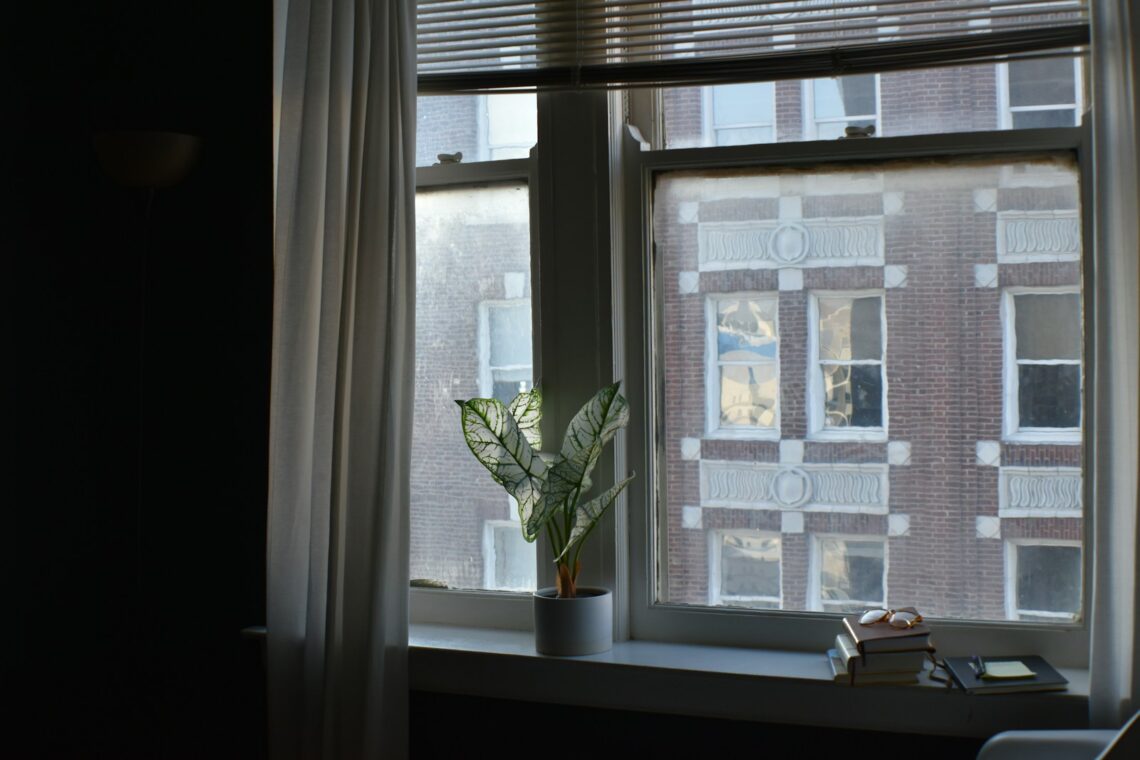 Apartment window with potted plant on sill and brick building visible outside, sheer curtains on one side