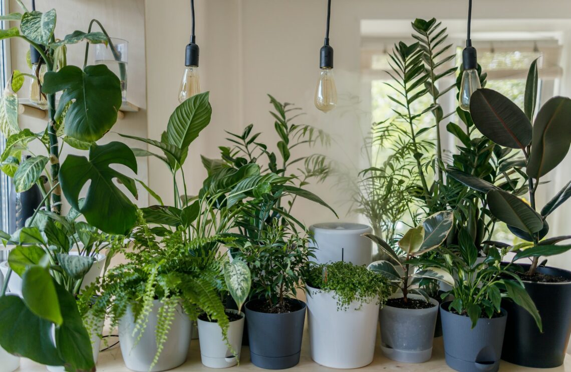 Collection of indoor apartment plants on a shelf below Edison pendant lights