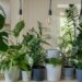 Collection of indoor apartment plants on a shelf below Edison pendant lights