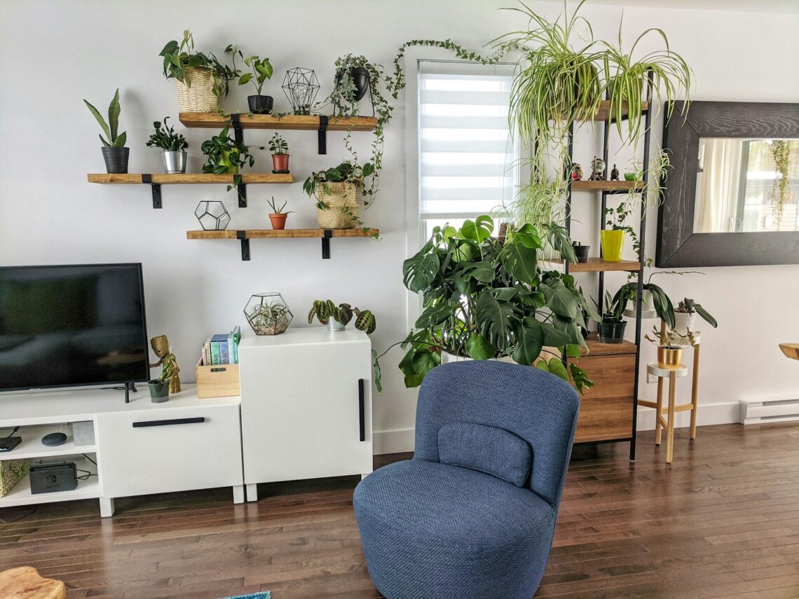 Multiple green plants displayed on wooden wall shelves in a small apartment living room