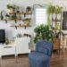 Multiple green plants displayed on wooden wall shelves in a small apartment living room